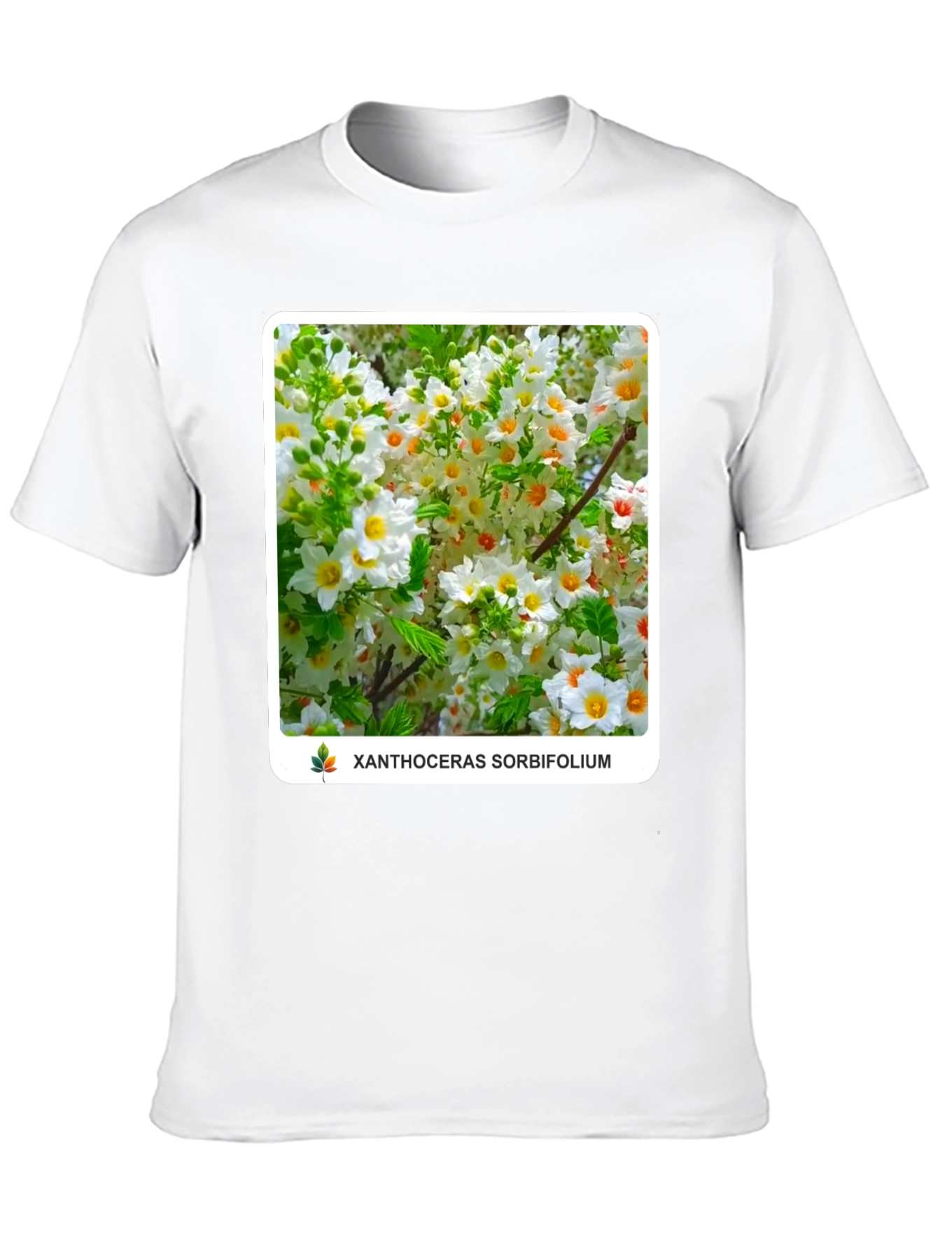 Xanthoceras Sorbifolium Black T-Shirt
