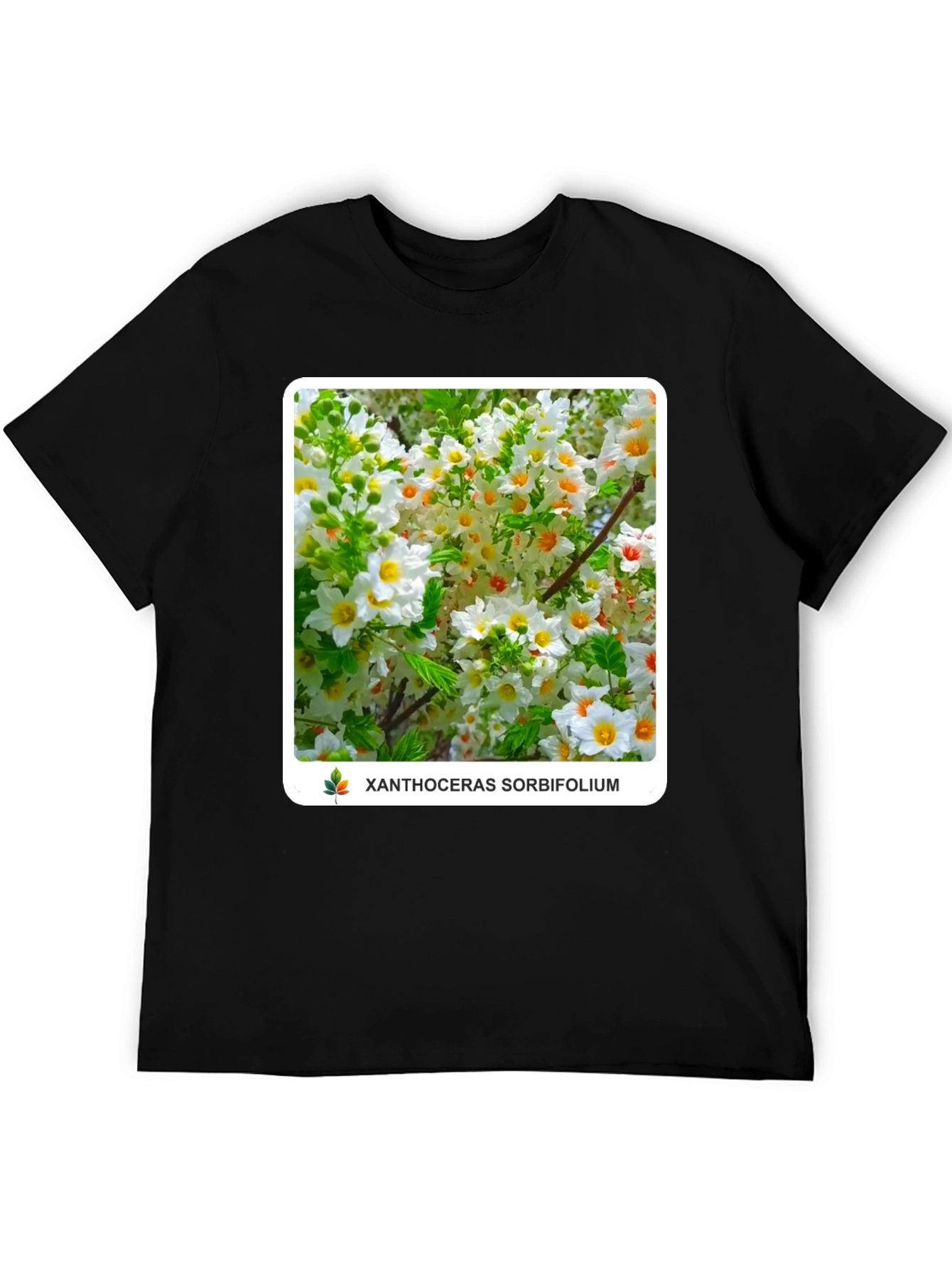 Xanthoceras Sorbifolium Black T-Shirt
