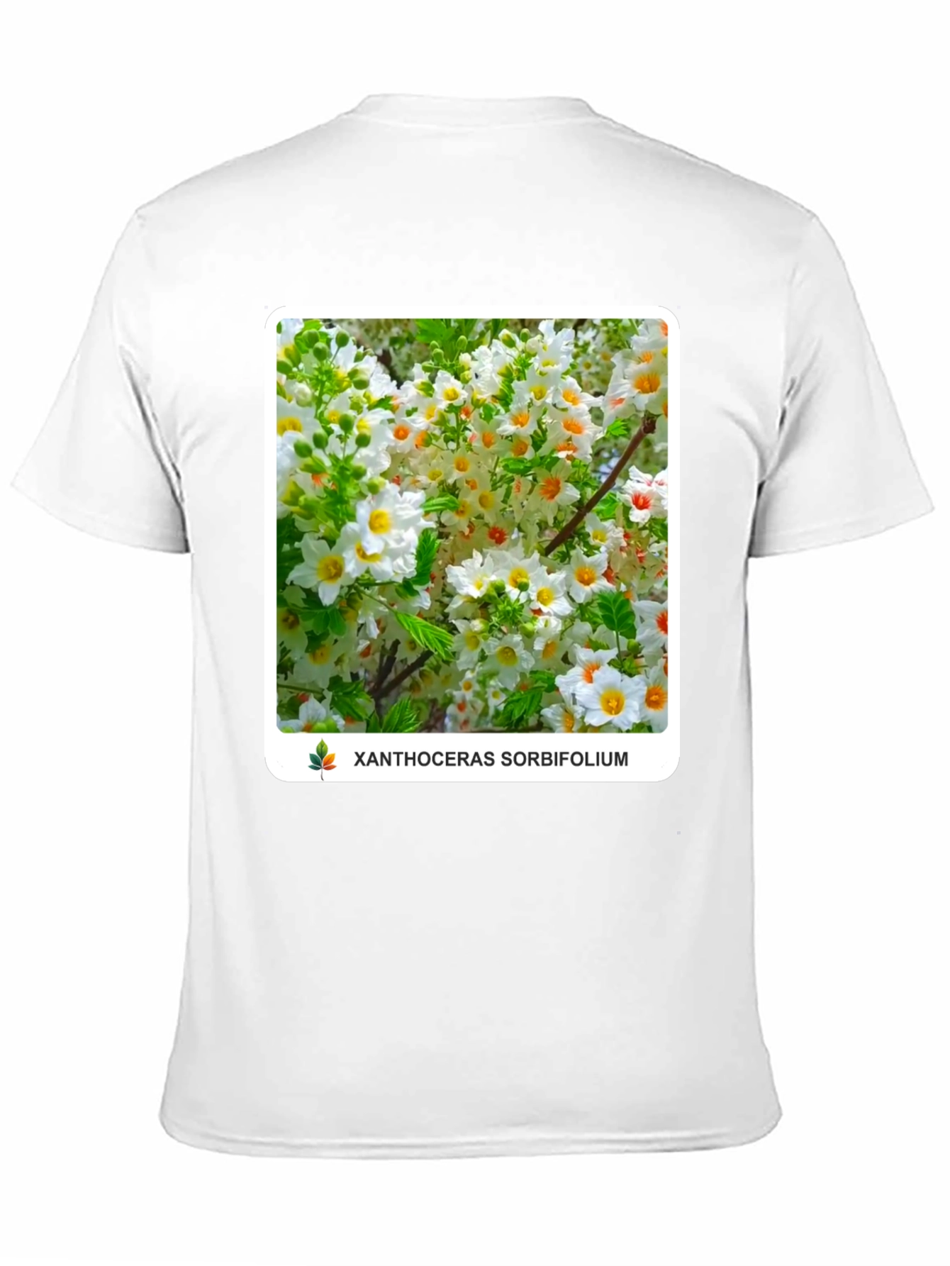 Xanthoceras Sorbifolium Black T-Shirt