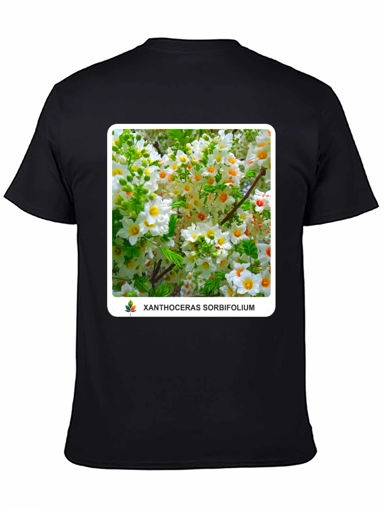 Xanthoceras Sorbifolium Black T-Shirt