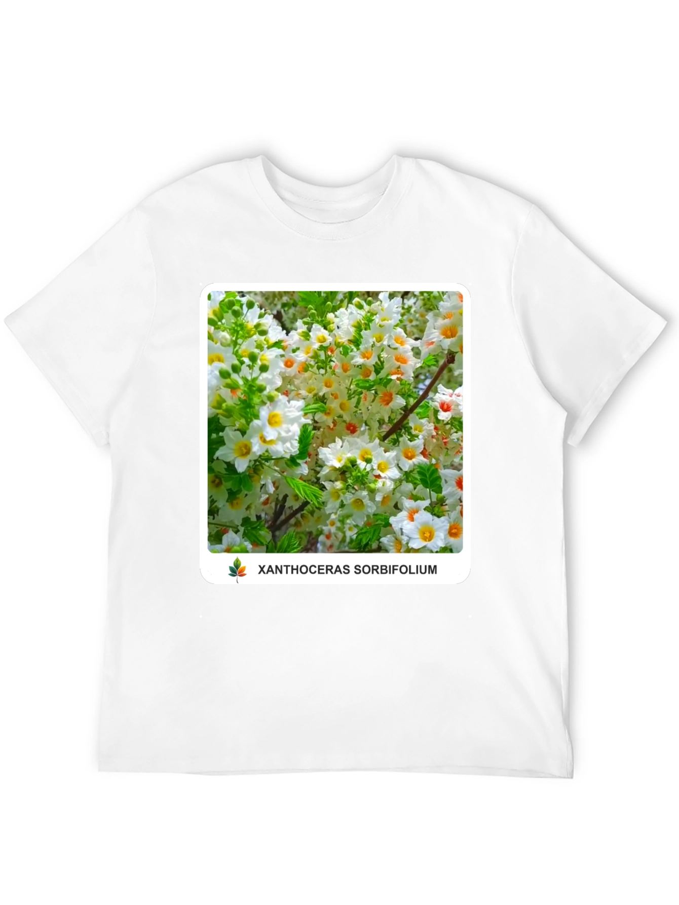 Xanthoceras Sorbifolium Black T-Shirt