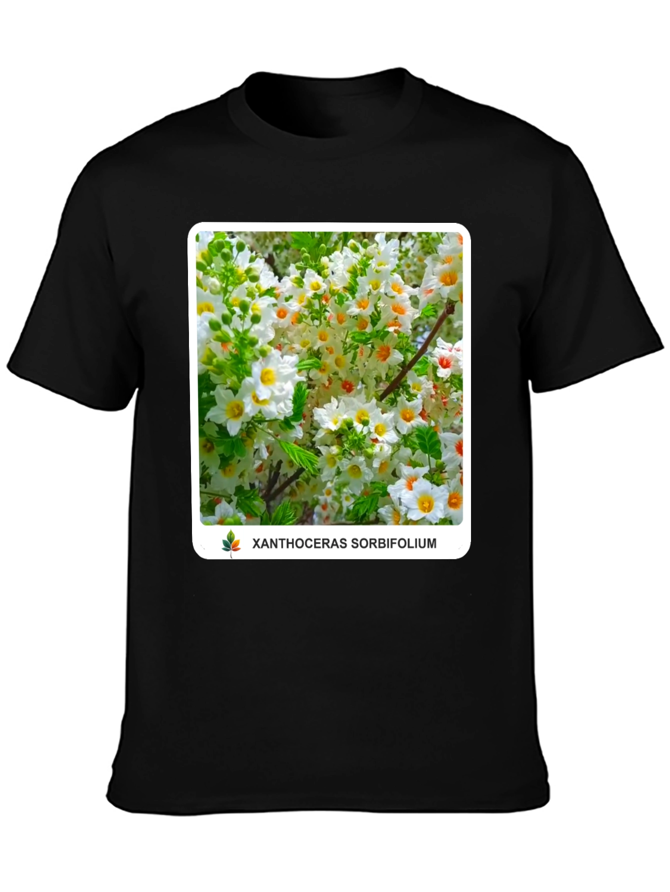 Xanthoceras Sorbifolium Black T-Shirt